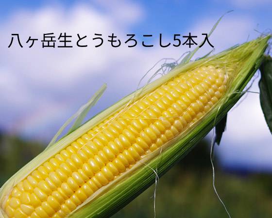 八ヶ岳生とうもろこし 5本入