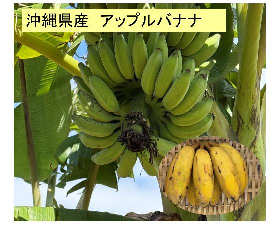 プレミアムな水・もの・暮らし |沖縄県産 アップルバナナ 1kg（8